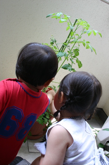 第１号トマト収穫