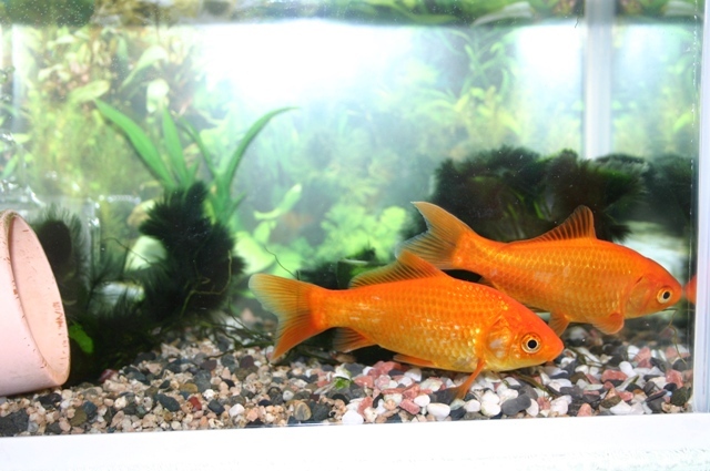 金魚、泳ぎ始める